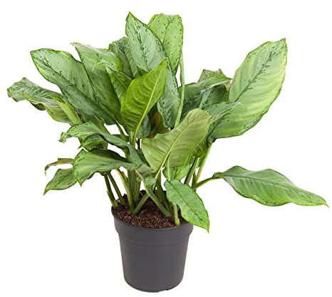 Aglaonema B.J. Freedman/Höhe 90-100 cm/Breite ca. 80 cm - Kolbenfaden - Grünpflanze - Zimmerpflanze