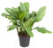 Aglaonema B.J. Freedman/Höhe 90-100 cm/Breite ca. 80 cm - Kolbenfaden - Grünpflanze - Zimmerpflanze