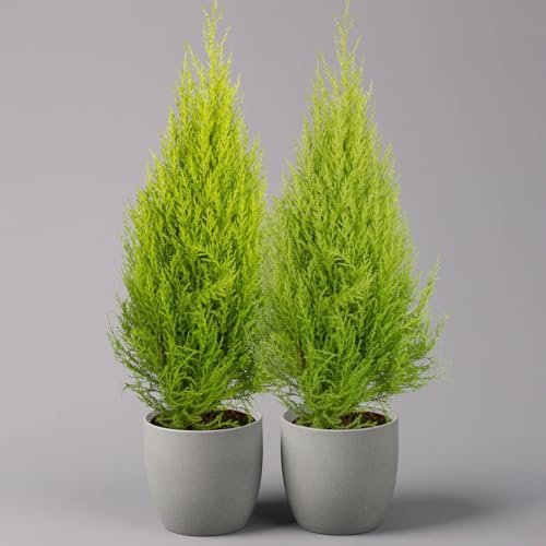 Zimmerzypresse 'Goldcrest', Pyramide, Topf-Ø 17 cm, 2er-Set