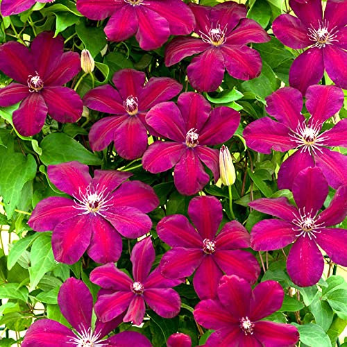 Clematis 'Rouge Cardinal' Hardy Deciduous Climber Plant Garden Shrub | 5L Pot