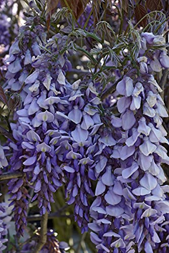 Pianta di Glicine o Wisteria diverse varietà, grsandezze e colori pianta rampicante da esterno pianta ornamentale vera venduta da eGarden.store (Brachybotrys Ikoyama Fuji v.16 cm)