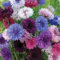 Semillas Aciano Mix (Centaurea Cyanus Mix) 50 + Semillas