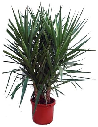 Árbol de Exterior - Yucca Elegans - Altura 90 Centímetros - Planta Natural - Palmera Yuca
