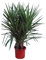 Árbol de Exterior - Yucca Elegans - Altura 90 Centímetros - Planta Natural - Palmera Yuca