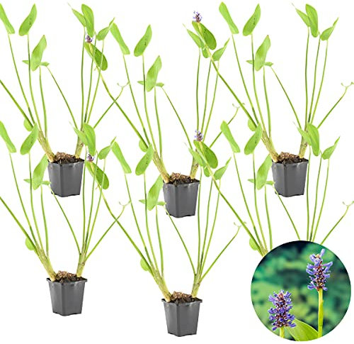Bloomique - 6er Set - Ponterderia Cordata - Hechtkraut - Teichpflanzen Winterhart - Wasserpflanzen - Zone 2-3 - Höhe 10-20 cm - Topf 9 cm