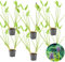 Bloomique - 6er Set - Ponterderia Cordata - Hechtkraut - Teichpflanzen Winterhart - Wasserpflanzen - Zone 2-3 - Höhe 10-20 cm - Topf 9 cm