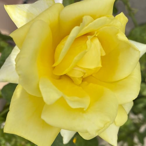 Rosal Amarillo Variedad Meilland Rosal de Exterior Clásico Flores Amarillas