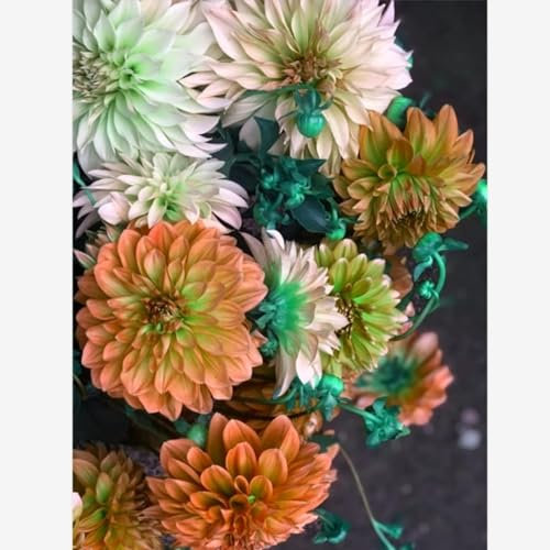 Dahlien zwiebeln,winterharte,dalienknollen winterfest bienenfreunlich,dahlien knollen winterhart MehrjäHrig,dahlien knollen,dahlien knollen großblumig,dahlienknollen kaufen.-2 zwiebeln-D