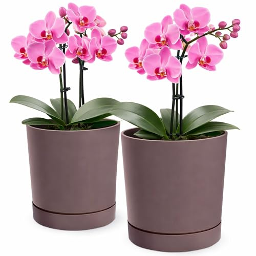 PECZEKO Maceta mate, maceta de plantación de plástico con plato decorativo, juego de 2 macetas, macetas para plantas grandes y pequeñas, macetas para hierbas (2 paquetes) Marsala, Ø 20 cm