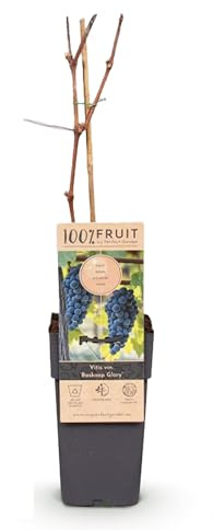 Obstpflanze - Blaue Traube - Vitis vinifera Boskoop Glory - 2 Pflanzen - Topf 15cm Höhe 50cm - 40-50cm - Ø15cm - Gartenpflanze