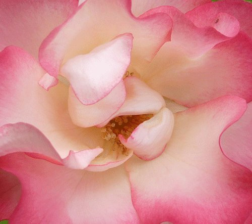 Rosa Bush Rose Floribunda 'Birthday Girl' Containerised