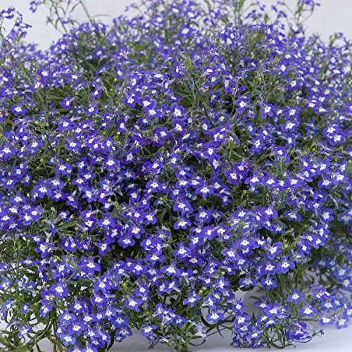 0.4g Lobelia erinus compacta 'Crystal Palace' Ground Cover Bedding 12,000 Seeds Flower Seeds by Pretty Wild Seeds