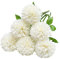 Tifuly Künstliche Hortensie Blumen, 11 Zoll Seide Pompon Chrysantheme Kugel Blumen für Hausgarten Party Büro Dekoration, Braut Hochzeitssträuße, Blumenschmuck, Mittelstücke(6 Stück, Weiß)