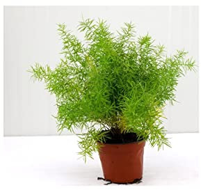 Pianta Asparagus Sprengeri - Dimensione Vaso Vaso 18cm