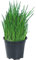 Ajo Morisco Natural Descubre el Encanto de esta Planta Comestible