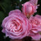 2 x Rose - Rosa 'Rosengräfin Marie Henriëtte' Topf 25-30 cm - Eine duftende Schönheit aus der Parfuma-Kollektion