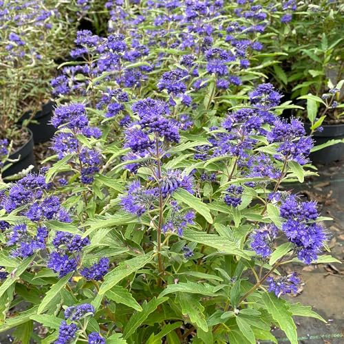 GARTEN SCHLÜTER® Bartblume 'First Blue' - (30-40 cm) | Caryopteris clandonensis, insektenfreundlich, angenehm duftend