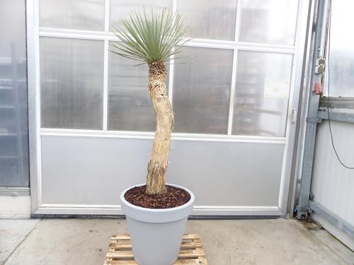 gruenwaren jakubik Yucca Rostrata Mexico, Palme, 190 cm, Stamm 104 cm winterhart