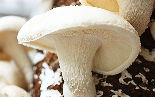 Shiitake White China Mushroom (Lentinula edodes) Mycelium Spores Spawn Seeds: Only seeds