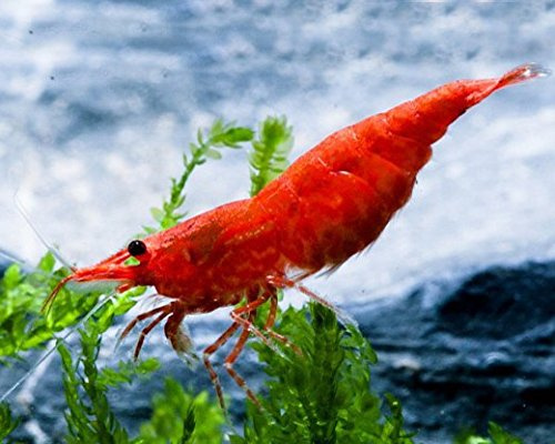 Garnelio - Red Sakura Garnele - Neocaridina davidi 'Red Sakura' - 5er Gruppe