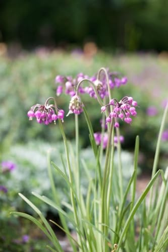 Allium carinatum ssp. pulchellum 9x9 cm Topf – Winterhart, Mehrjährig, Pflegeleicht – Zierlauch – Staude für Steingarten & Beet