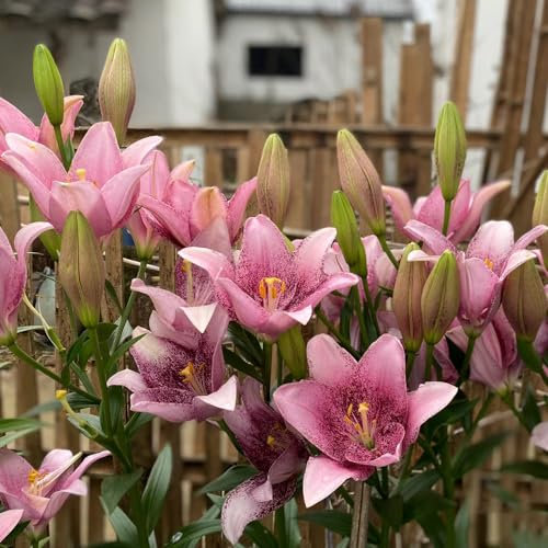 Lilium Brownii - 4 unidades de flores decorativas, lirios reales, lirios gigantes, lirios de árboles, bulbos de flores precoces, plantas hidropónicas, plantas resistentes al invierno