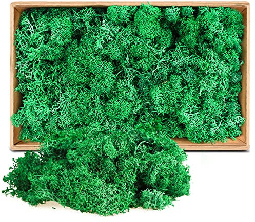 ZUZGO Moos Konserviert Deko Moos zum Basteln Moosbild Modellbau Kunst Moos Natur konserviertes (603)