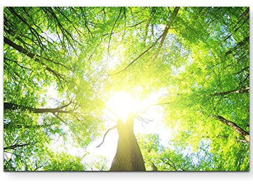 Paul Sinus Art Leinwandbilder | Bilder Leinwand 120x80cm ein Wald an einem sonnigen Tag
