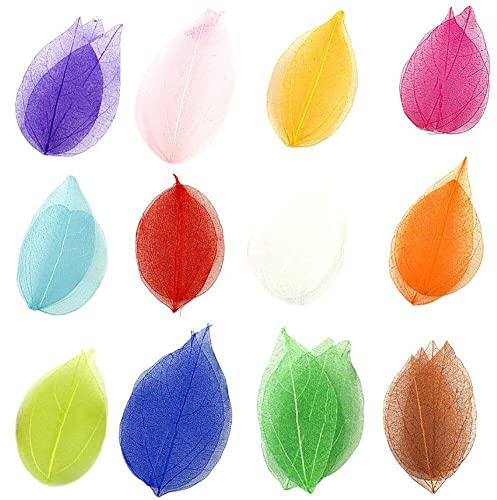 Sanfly Skeleton Leaves Rubber Tree Natural Scrapbook Craft 36pcs/set Card Wedding Gift Large Leaves for Wedding