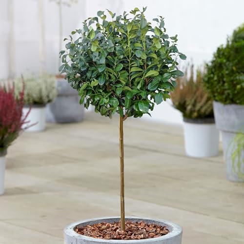 Árbol de Laurel de Cerezo Prunus Etna en Maceta, Árboles Ornamentales para Patios y Jardines Pequeños