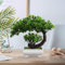 AIZHAZHA Bonsai Artificiel Realiste, 25cm Plantes Artificielles Interieur, Fausse Plante Interieur, Banzai Artificielles, Arbre Artificiel, Plante Verte Artificielle, pour Balcon, Bureau, Maison Deco