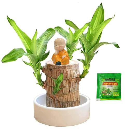 Generisch Brasilianisches Glücksholz Glücksbambus Lucky Bamboo Pflanze Deko
