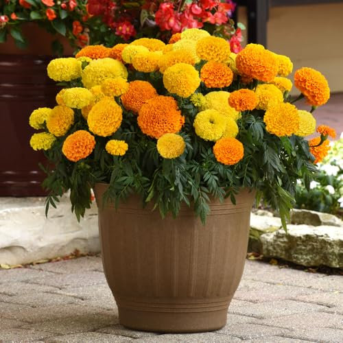 African Marigold ‘Marvel Mix' 7cm Plant x 3. Orange & Yellow Bedding Flowers. Available from Bedwen Plants