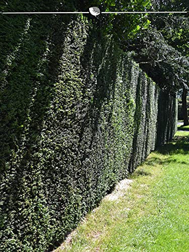 Gemeine Eibe Taxus baccata 60-80 cm im Topf. 12 Heimische Eiben - Grüne Konifere