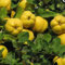 20 pcs quittenbaum winterhart samen, bio samen, garten hochbeet quittenbaum kaufen - Cydonia oblonga - bonsai samen, geschenk garten säulenobst winterhart, samen säulenobst, geschenke