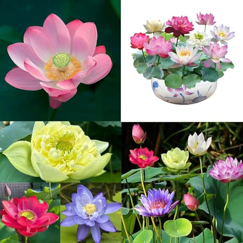 Cuenco sagrado for bonsái con flor de loto, cuenco de colores variados con semillas de flor de loto, semillas de loto for plantar en agua, germinación de 7 días, nenúfar ideal for principiantes, ideal