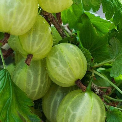 Ribes x uva-crispa VAR. reclinatum 'Invicta' Gooseberry 10cm Pot Size