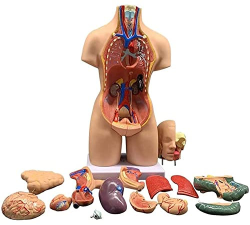 UIGJIOG Menschlicher Körperstamm, Medizinische Anatomie Innere Organe Von 55 cm,Torso-Vorlage,Anatomie-Modell,4D Anatomische Montage-Modell Der Menschlichen Organe Für Schulunterricht
