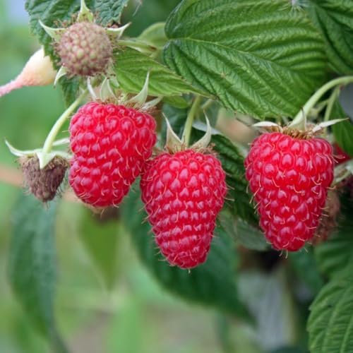 Raspberry 'Summer Lovers Early' - Hardy, Early Cropping, Phytophthora-Resistant - Large, Aromatic Fruits - Ideal for Wet Climates – 1x 2 Litre Potted Plants by Thompson & Morgan