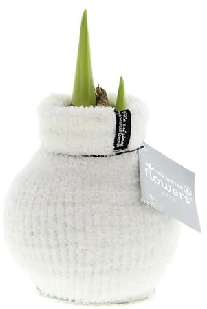 Amaryllis in Wachs Fashionz Cozy Fluffy Weiß | 1 Stück | Zimmerpflanze | Rot | 100% Blütegarantie | QFB Gardening