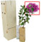 ÁRBOL DEL AMOR de pequeño tamaño en caja de madera. Alveolo forestal (2)