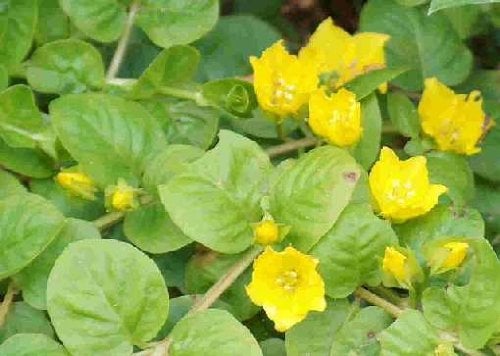 Mühlan Wasserpflanzen 5 Bunde grünes Pfennigkraut, Lysimachia nummularia
