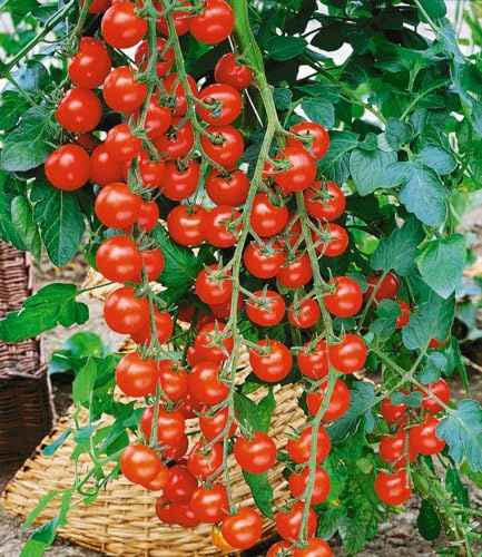 BALDUR Garten 2x Veredelte Kirsch-Tomate 'Rubylicious' F1, Pflanzen im 10,5 cm-Topf, TOP-Erträge zuckersüßer Früchte, 15-25 Kirschtomaten je Rispe, sehr aromatische Cherrytomaten