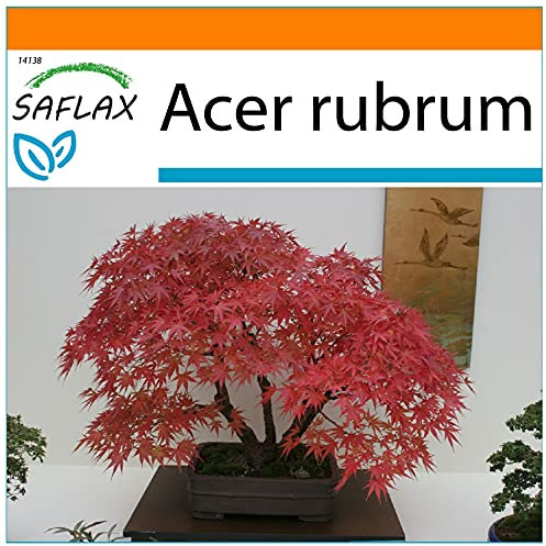 SAFLAX - Garden in the Bag - Bonsai - Rotahorn - 20 Samen - Mit Anzuchtsubstrat im praktischen, selbst aufstellenden Beutel - Acer rubrum