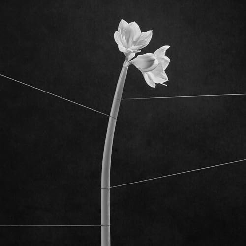 Dreamweaver [Musikkassette]