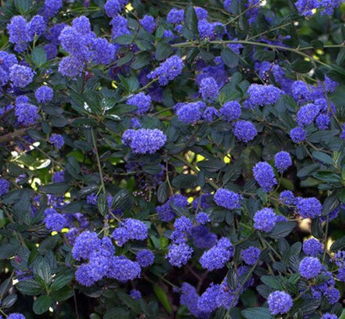 Ceanothus thyrsiflorus 'Victoria' 15cm Pot Size