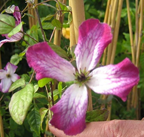 Clematis viticella Tango (60-100 cm) - Waldrebe/Klematis