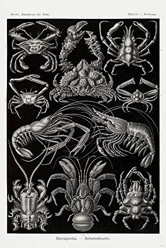 Close Up | Ernst Haeckel Zehnfußkrebse/Parthenope, Decapoda | Poster Vintage Plakat | aus: Tafel 86 - Kunstformen der Natur | 61,0 x 91,5 cm