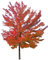 Rot-Ahorn (Acer rubrum) 10 Samen -Winterhart- Wuchshöhen Bis über 30 Meter -Kanadischer Rotahorn-