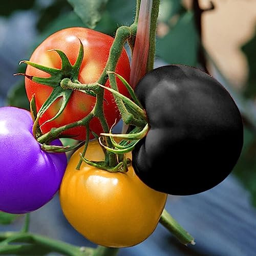 200 Unids/bolsa Semillas de Tomate Dulce Fácil de Almacenar Vegetales Productivos Semillas de Plantas Flor Frutal Árbol Semillas de Vegetales Arcoíris